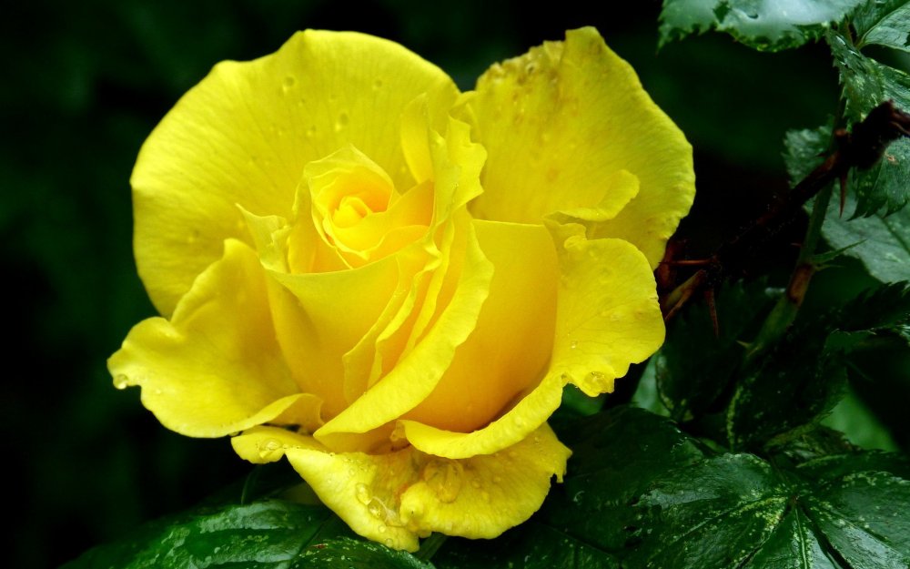 Желтая роза Леандр