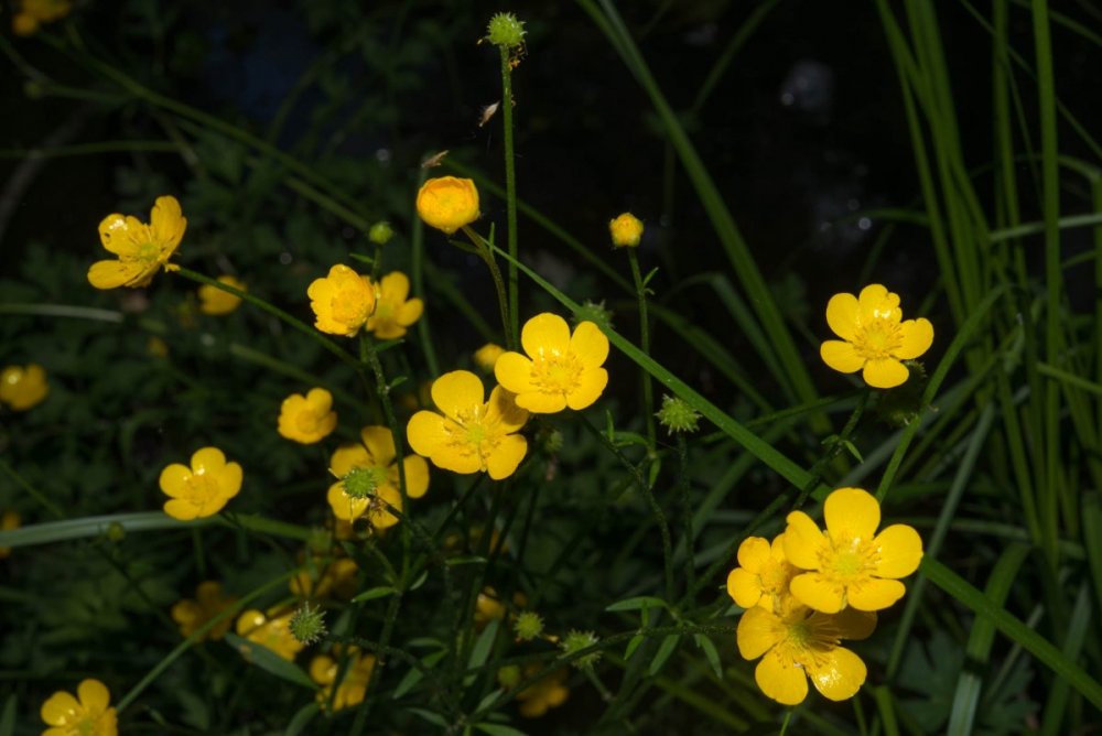 Ranunculus Acris Лютик едкий