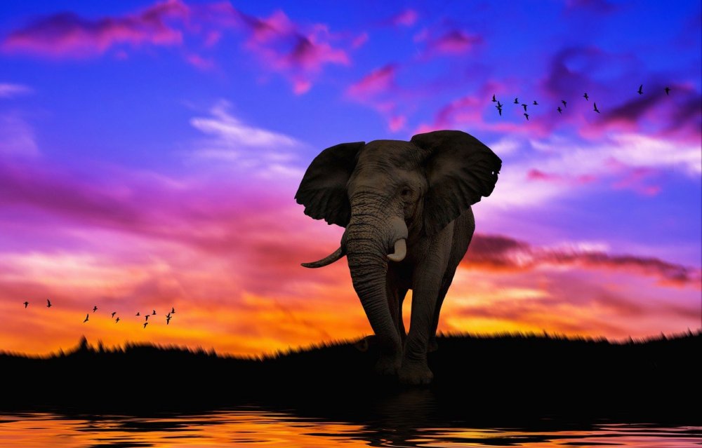 Слоны на закате