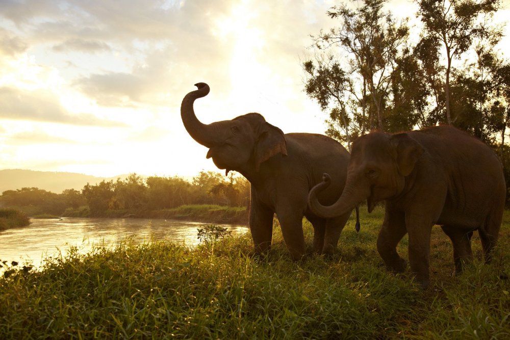 Слоны с поднятым хоботом