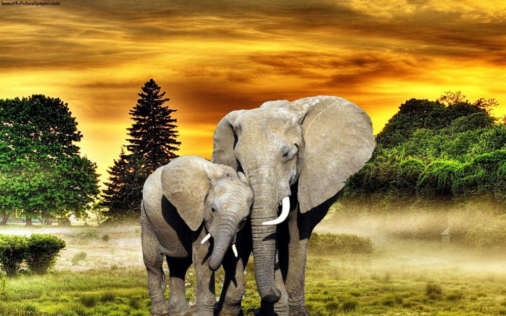 Слоны красиво