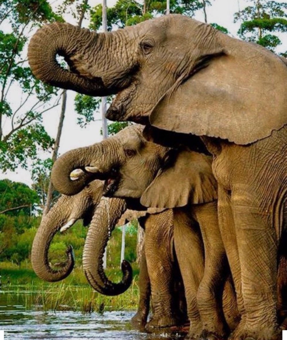 Счастливые слоны