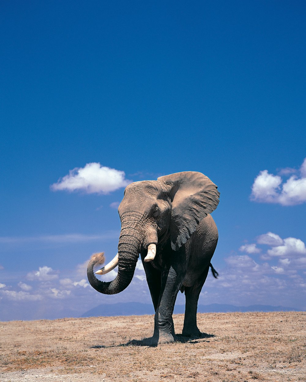 Самый большой слон