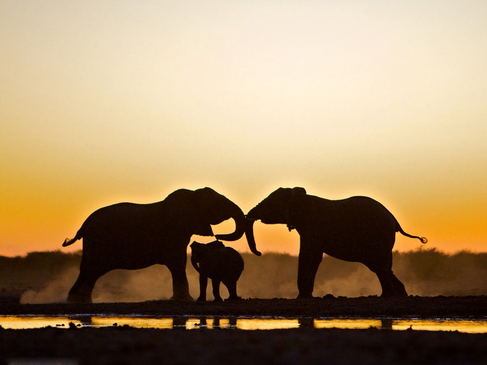 Силуэт слонов на закате