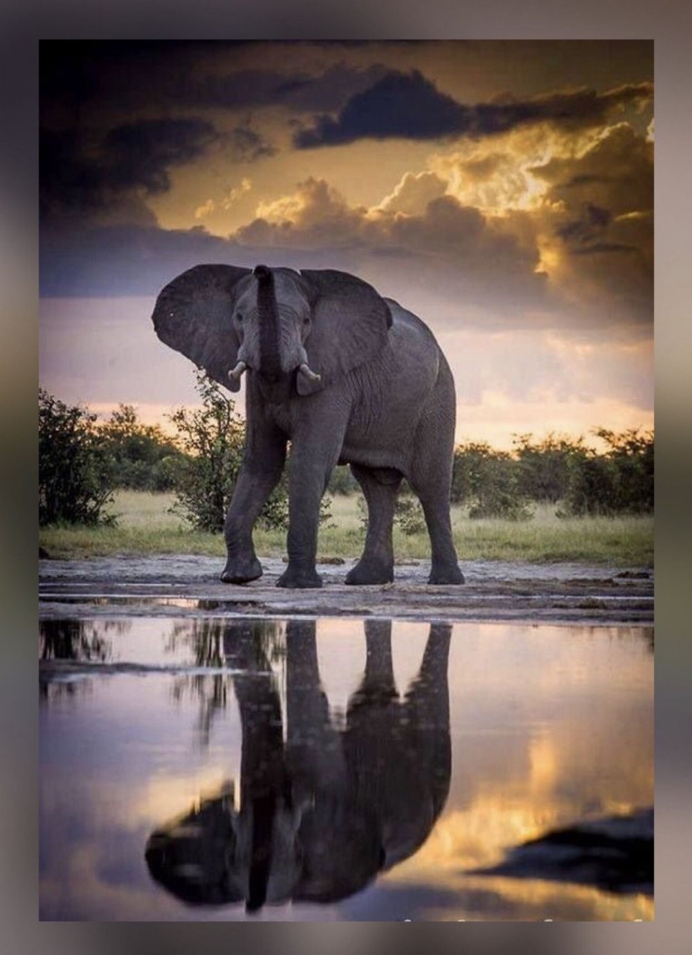 Самые красивые слоны