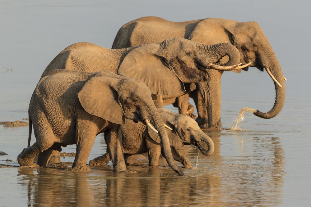 Семья слоников