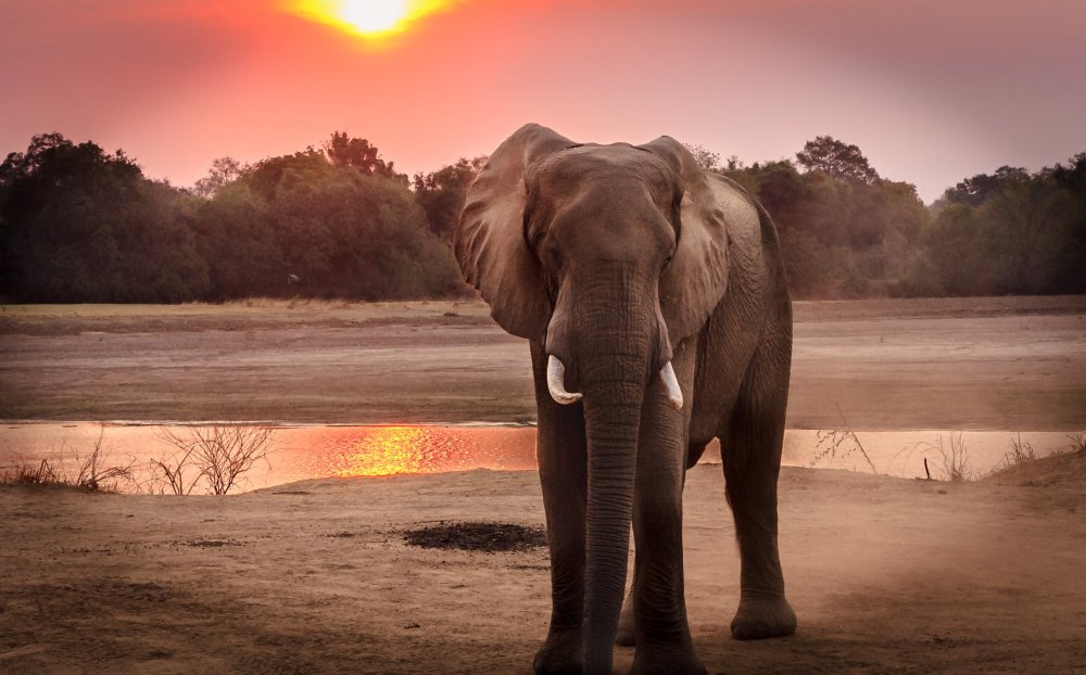 Why do Elephants need the big Ears?