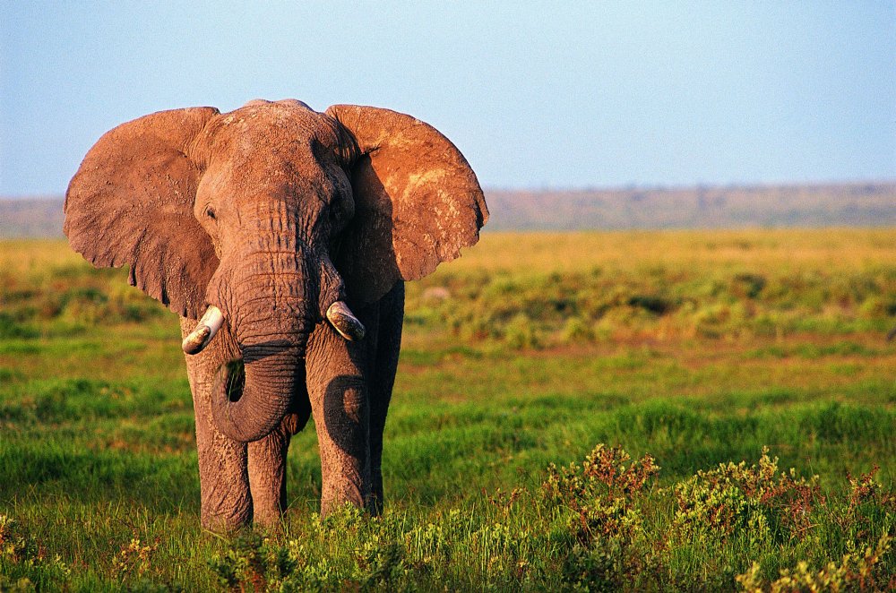 Самый красивый слон