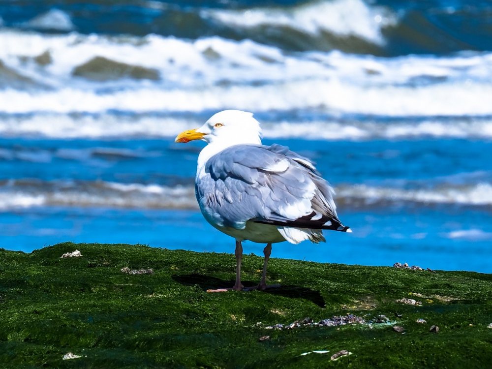 Природа и Чайка