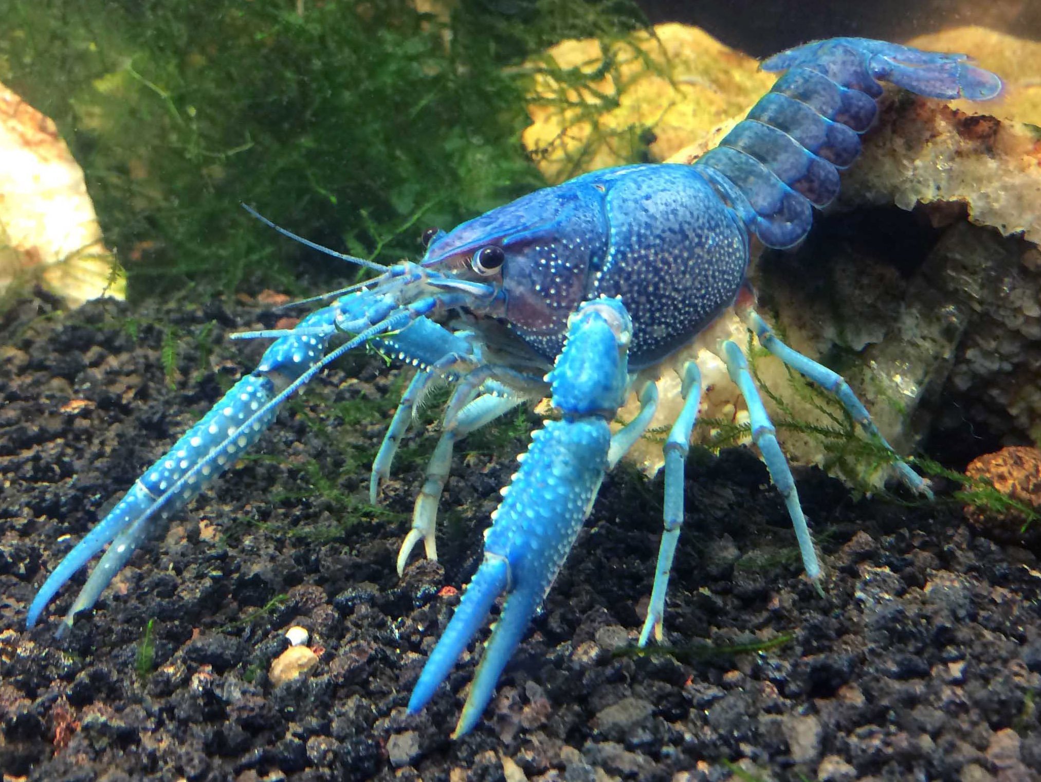 Животные относящиеся к ракообразным. Флоридский лангуст. Procambarus alleni синий Флоридский рак.. Флоридский Омар. Cherax tenuimanus.