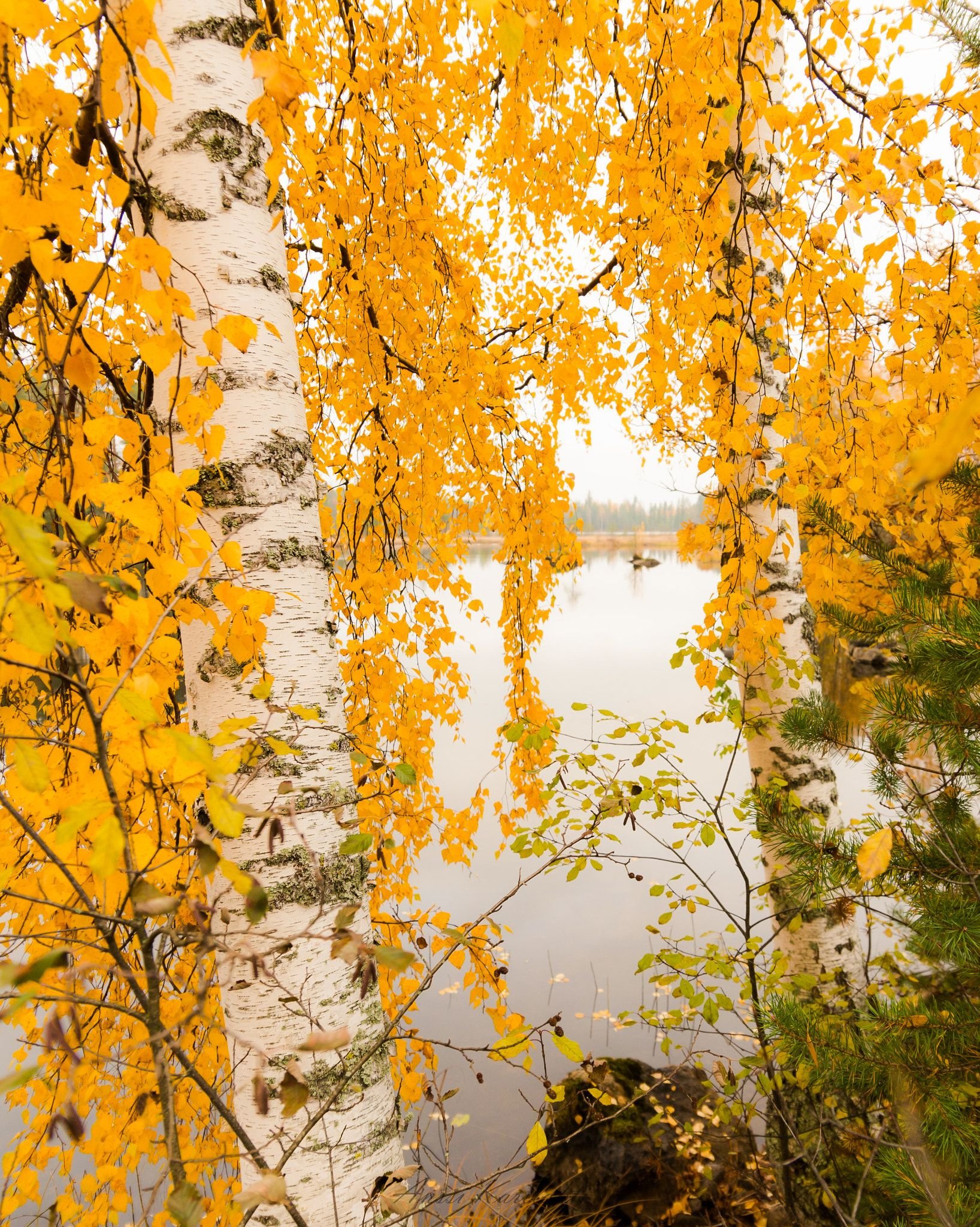 Осенние мотивы. Осенний мотив. Осенние мотивы природы. Мотив осеннего пейзажа. Ветка золотой осени.