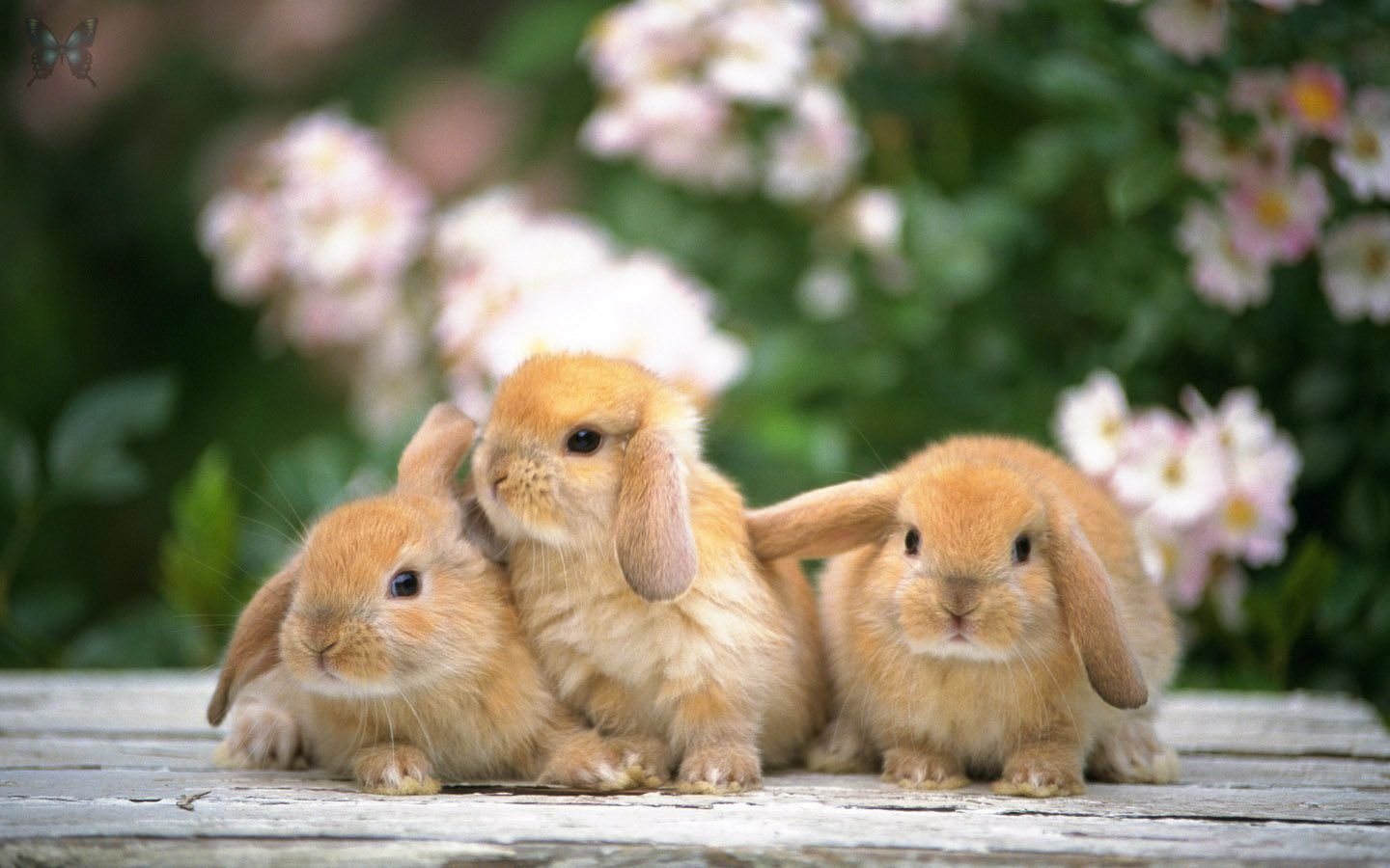 Самые Милые Кролики