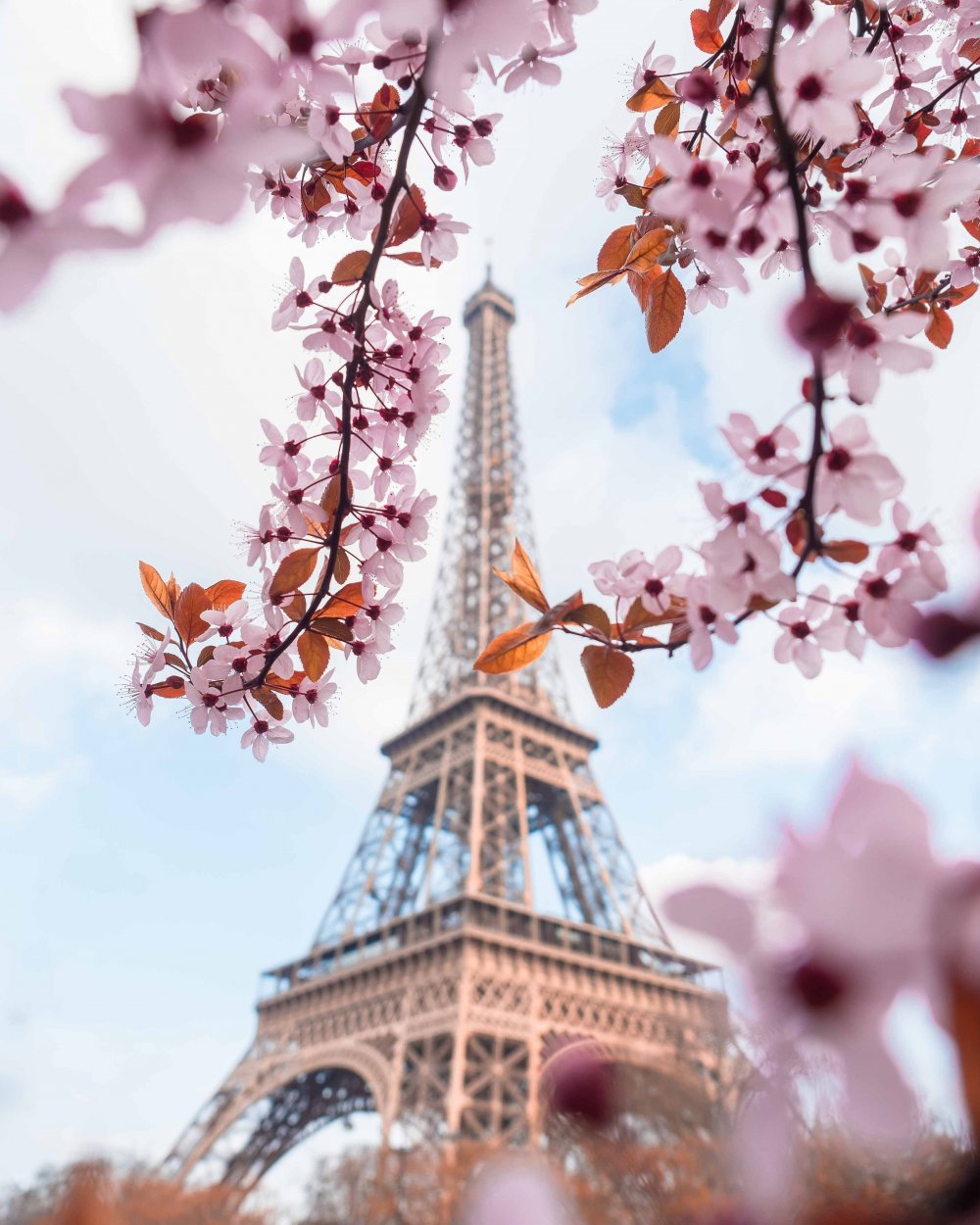 Эльфивая башня в Париже Сакура