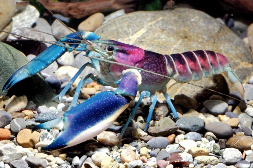 Cherax tenuimanus