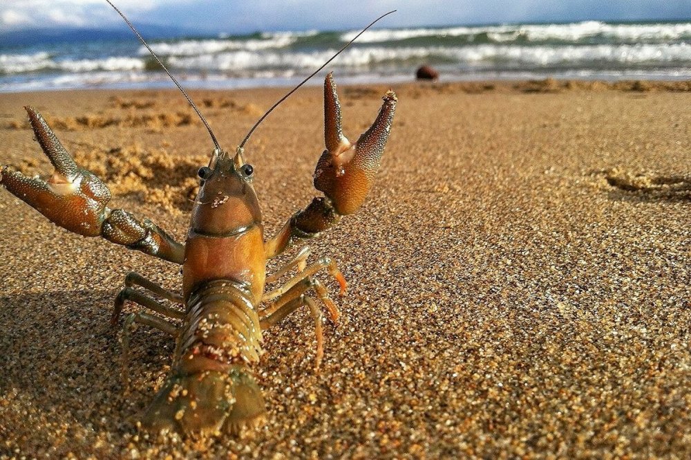 Лобстер живой в море