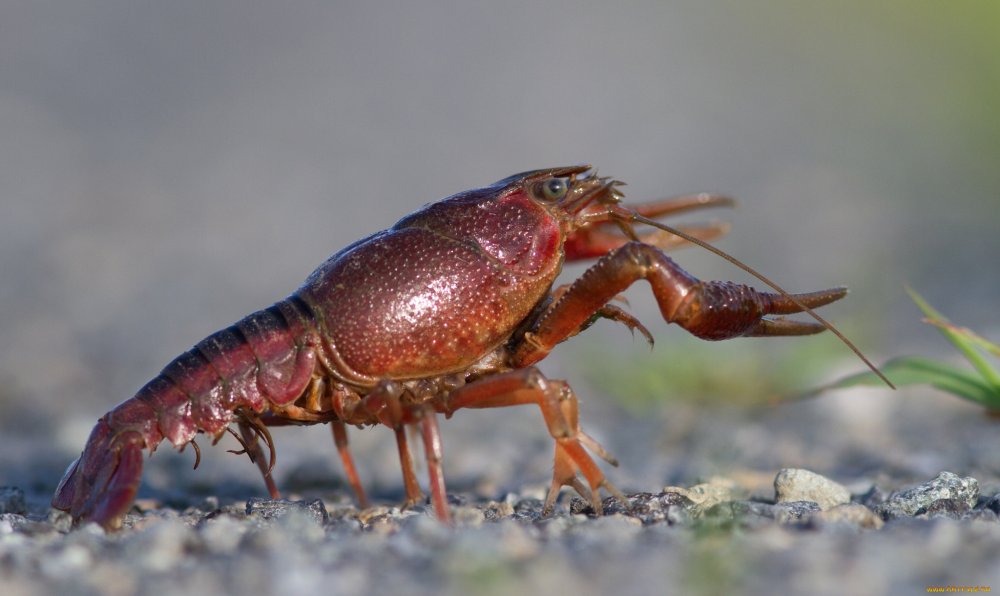 Swamp Crab