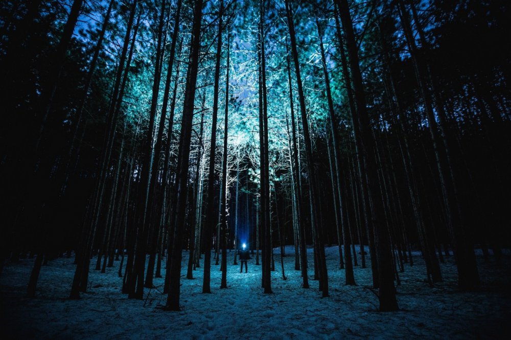Картинки леса ночью