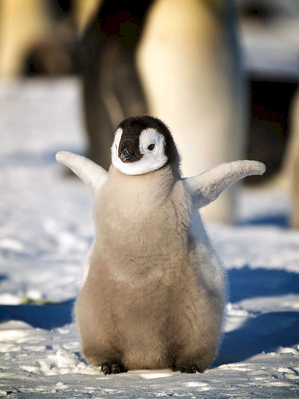 Пингвин маленький