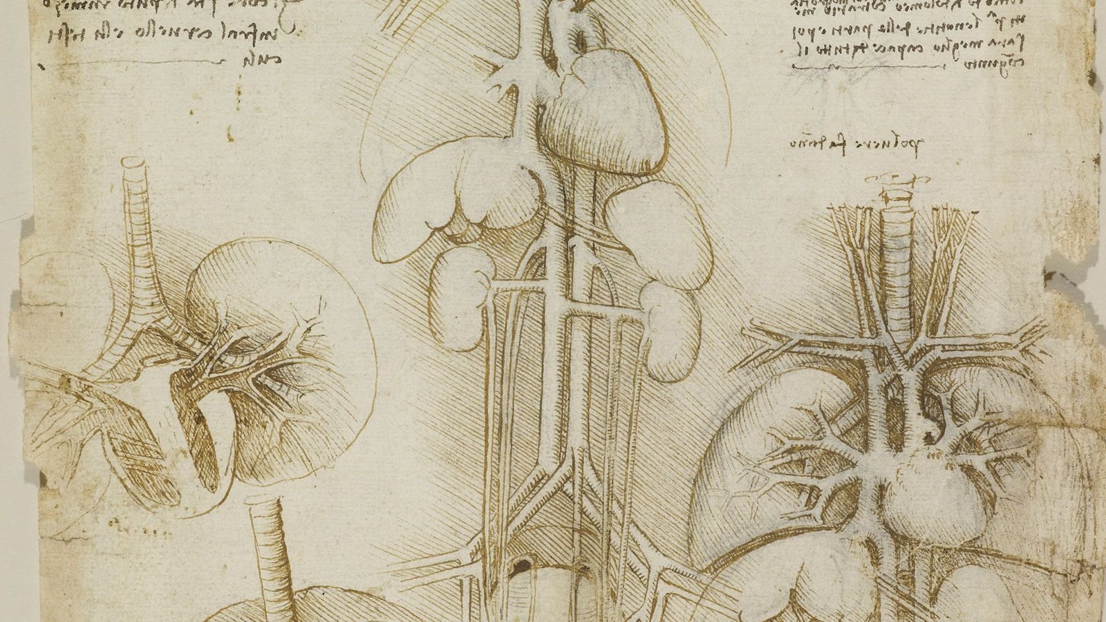 Методическая анатомия. Леонардо да Винчи анатомия органы. Анатомический атлас Леонардо да Винчи. Рисунки Леонардо да Винчи по анатомии. Зарисовка органов Леонардо да Винчи.