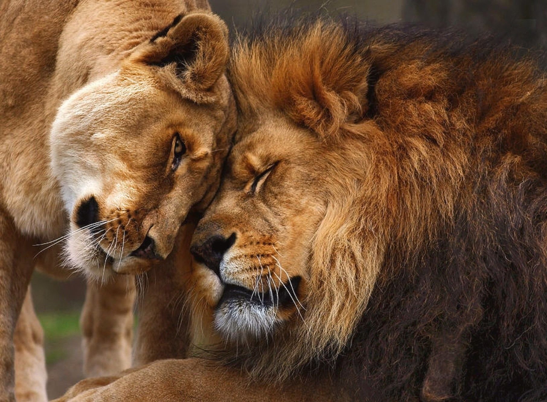 любовь львов фото
