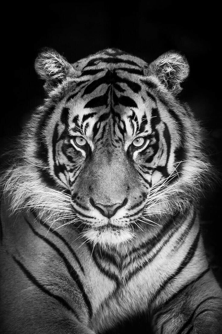 Тигр на темном фоне