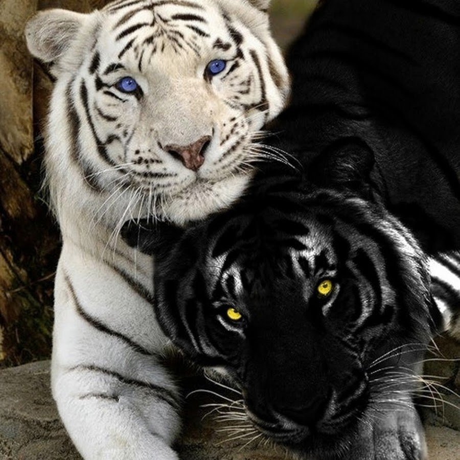 Картинки черного тигра