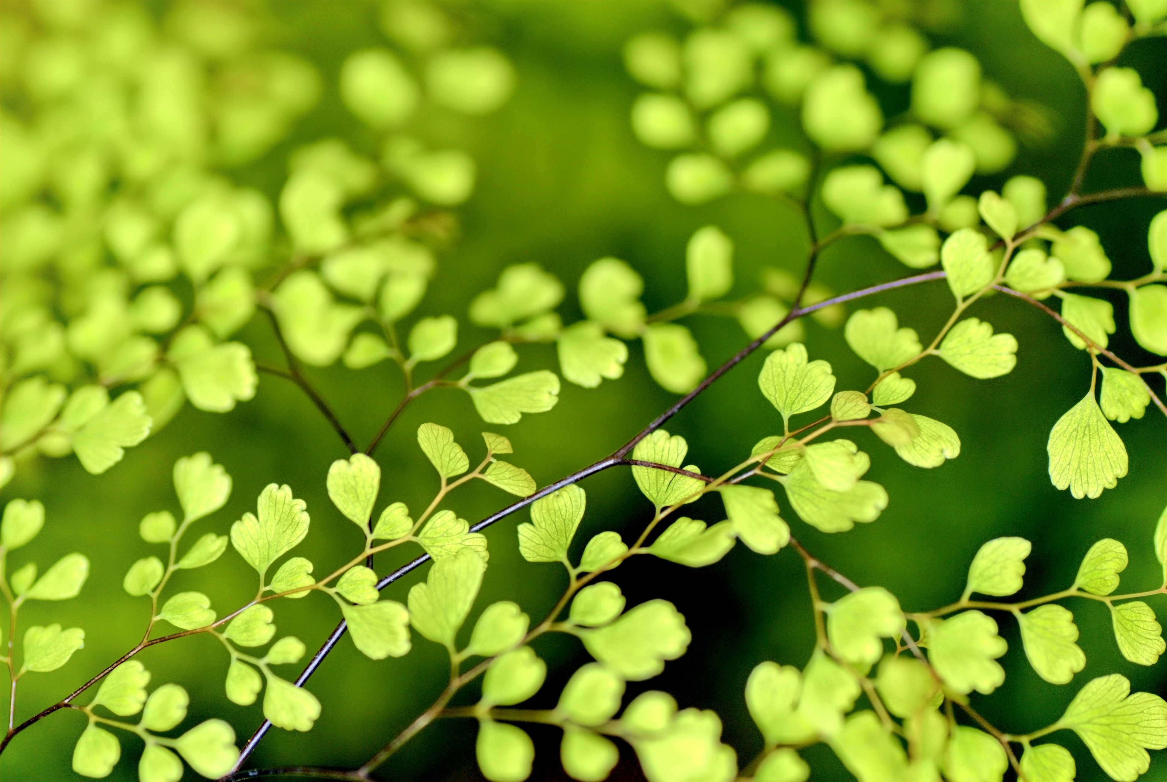 Green leaves. Ветка с листьями. Зеленая ветка. Красивая ветка с листьями. Весенняя зелень.