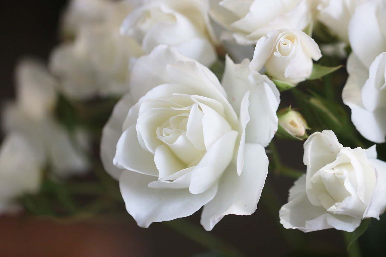 Фото белого цвета. Белоснежные розы. Роза Фэмили Уайт. Белевью роза белая. Вабара Тсумиги роза белая.