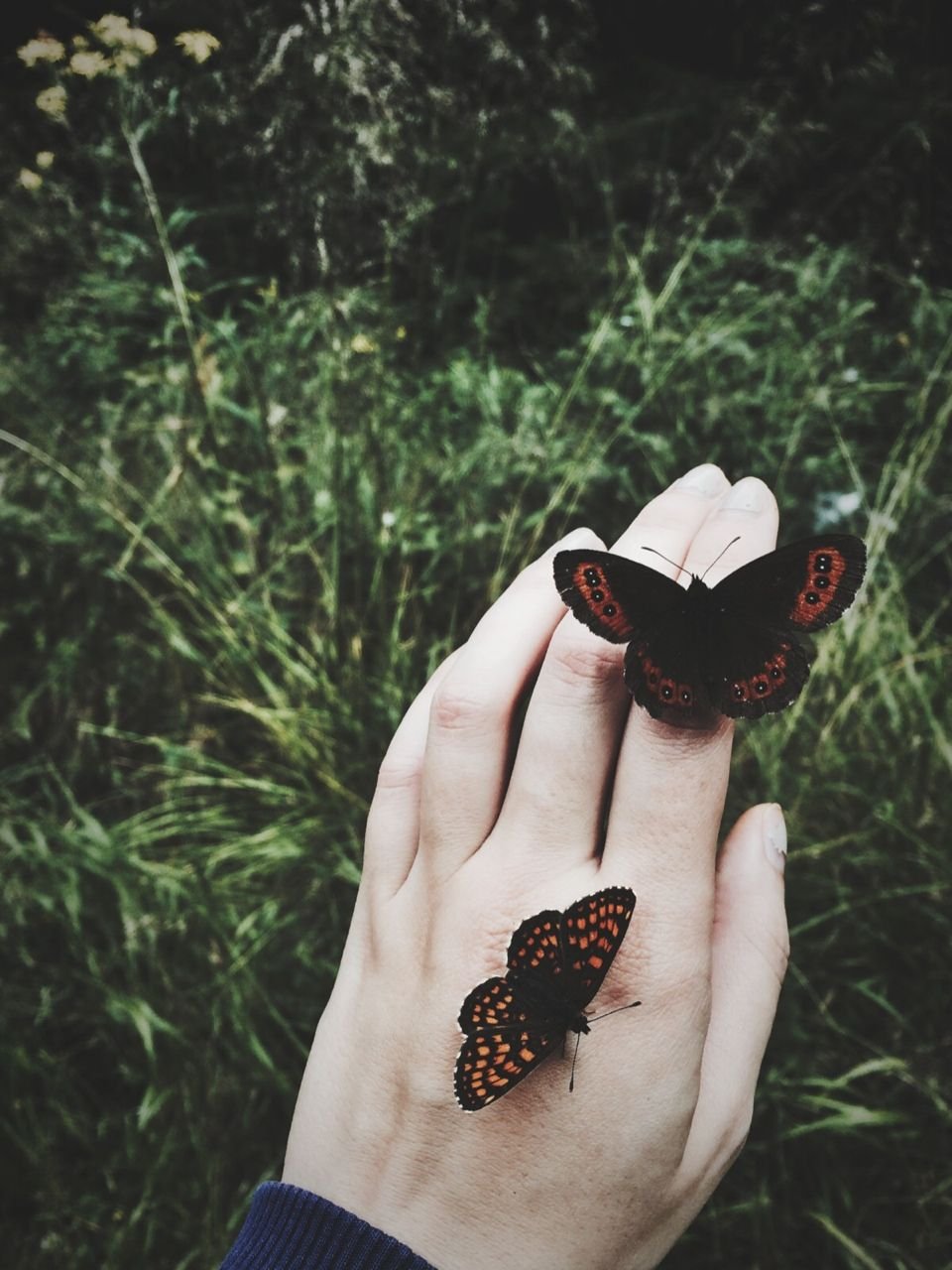 Тёмная Эстетика с бабочками