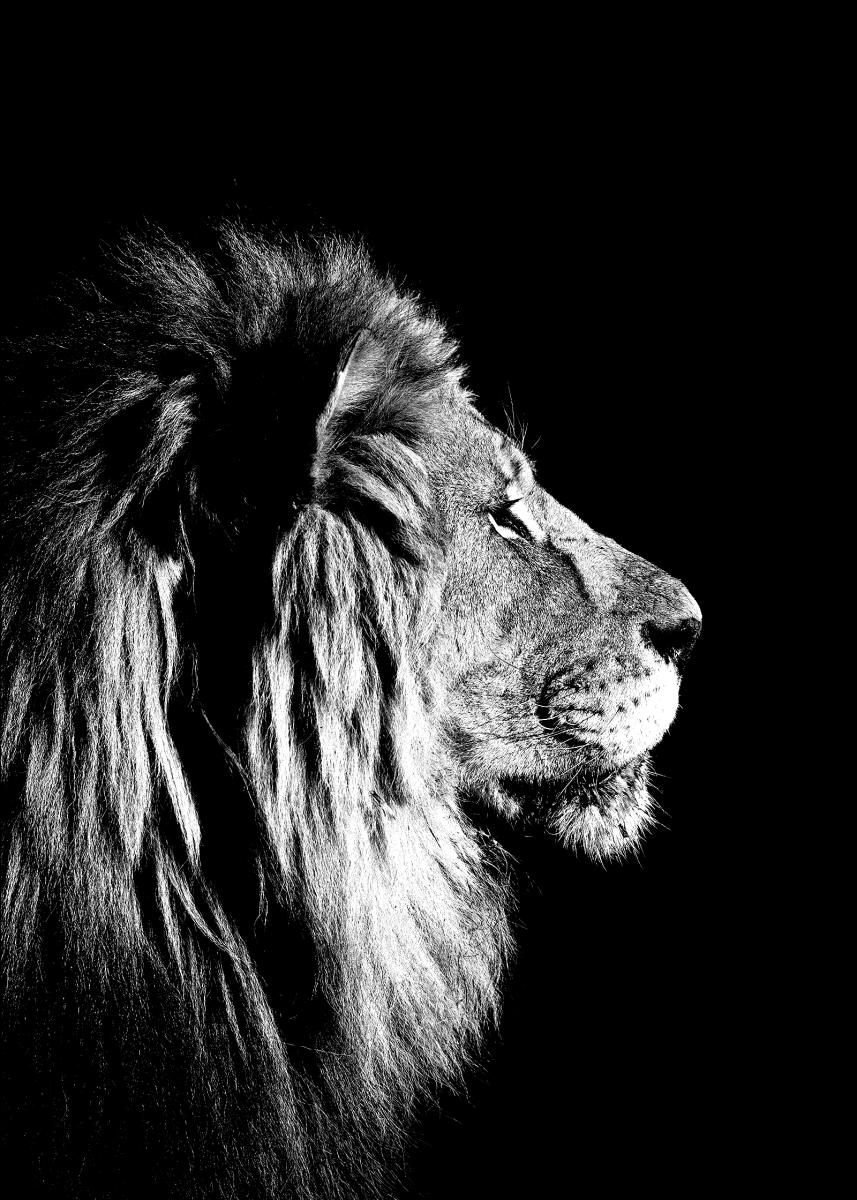 Красивая морда Льва