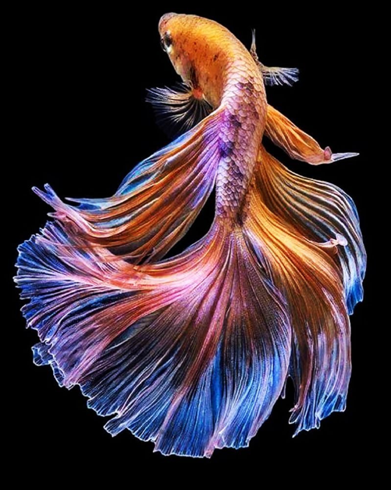 Рыба с красивым хвостом