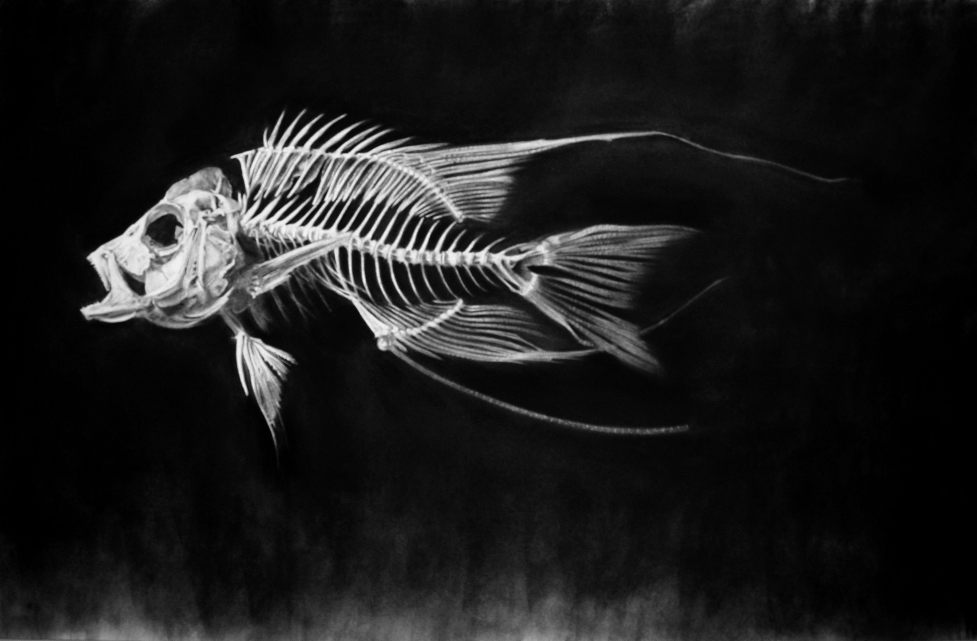 Скелет рыбки