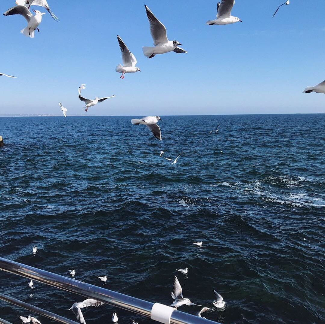 Море с чайками
