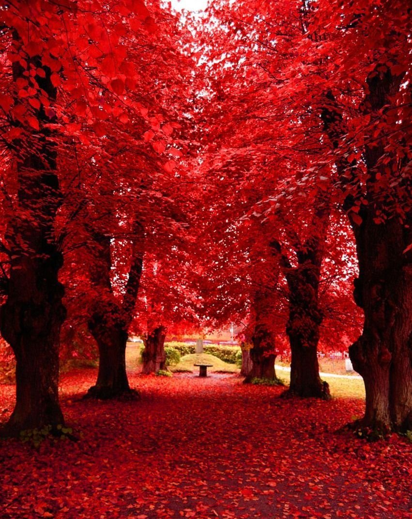 Красивые красные деревья