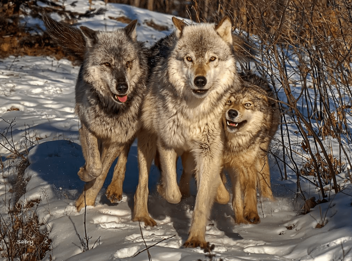Волк волчица и 3 волчонка