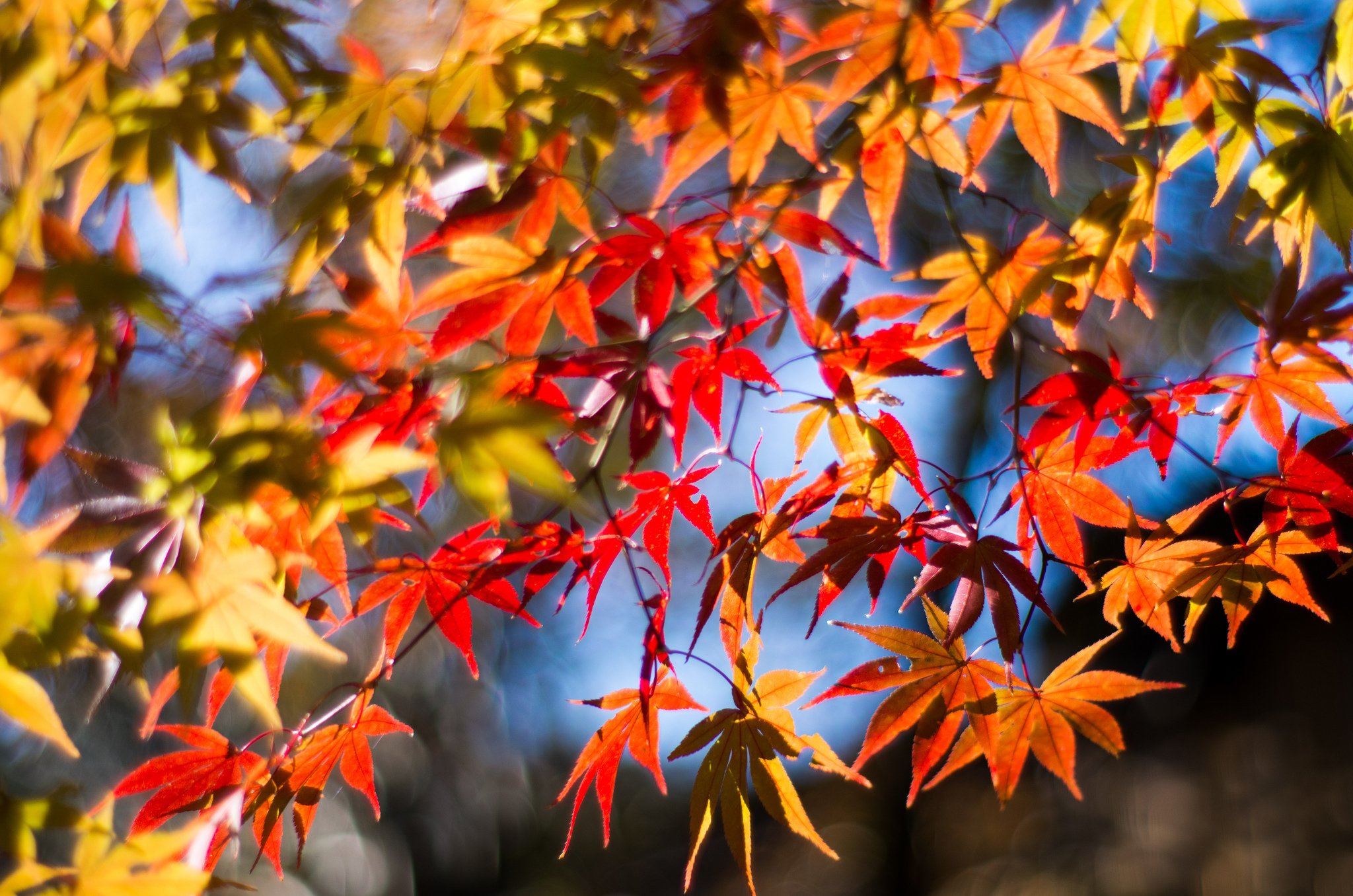 Обои осень. Клен autumn Radiance. Клен красный autumn Radiance. Осень листья. Осенняя листва.