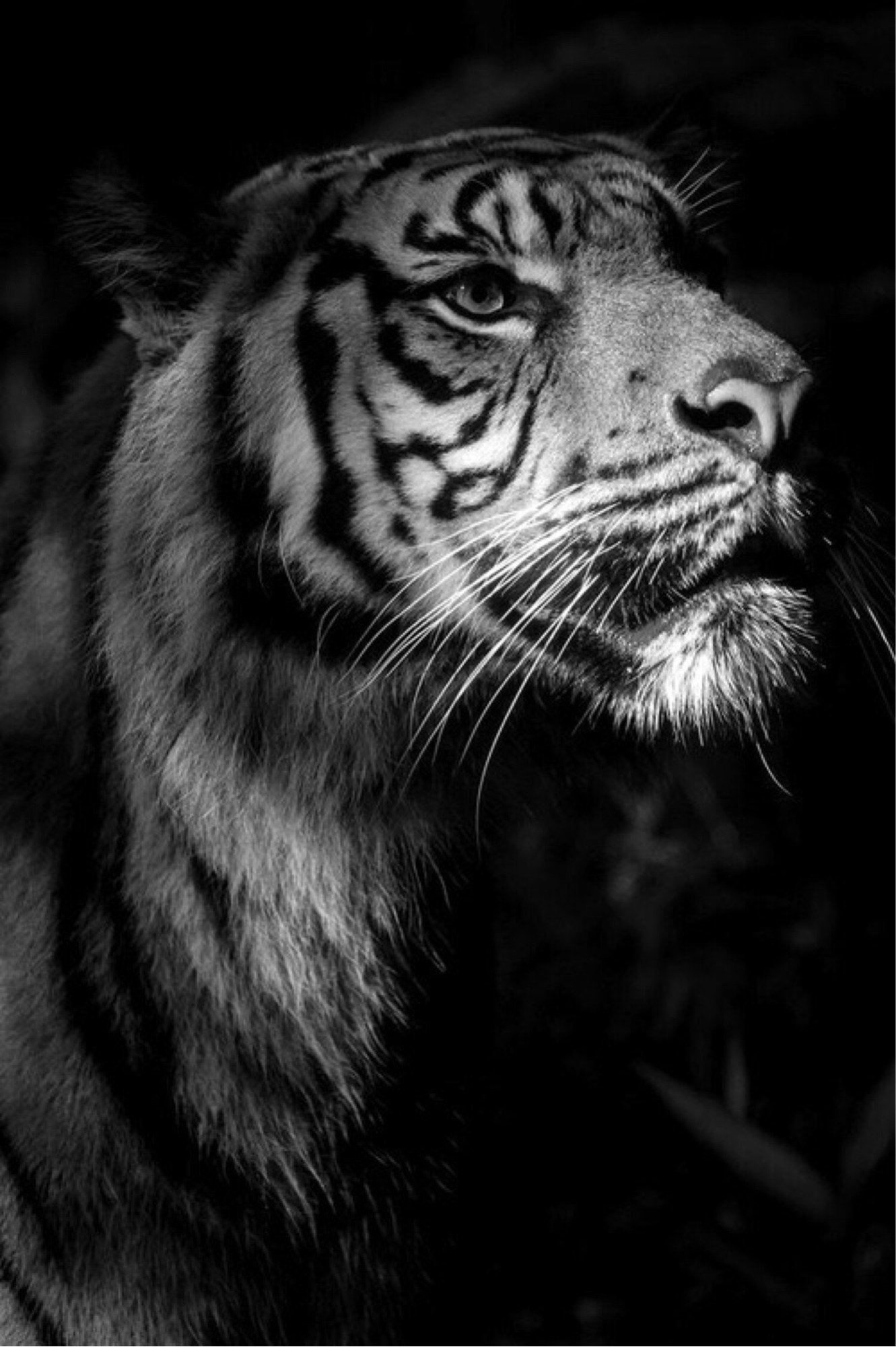 Дерзкий тигр
