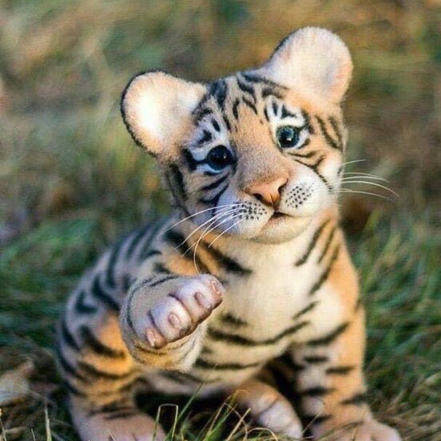 Милые тигрята