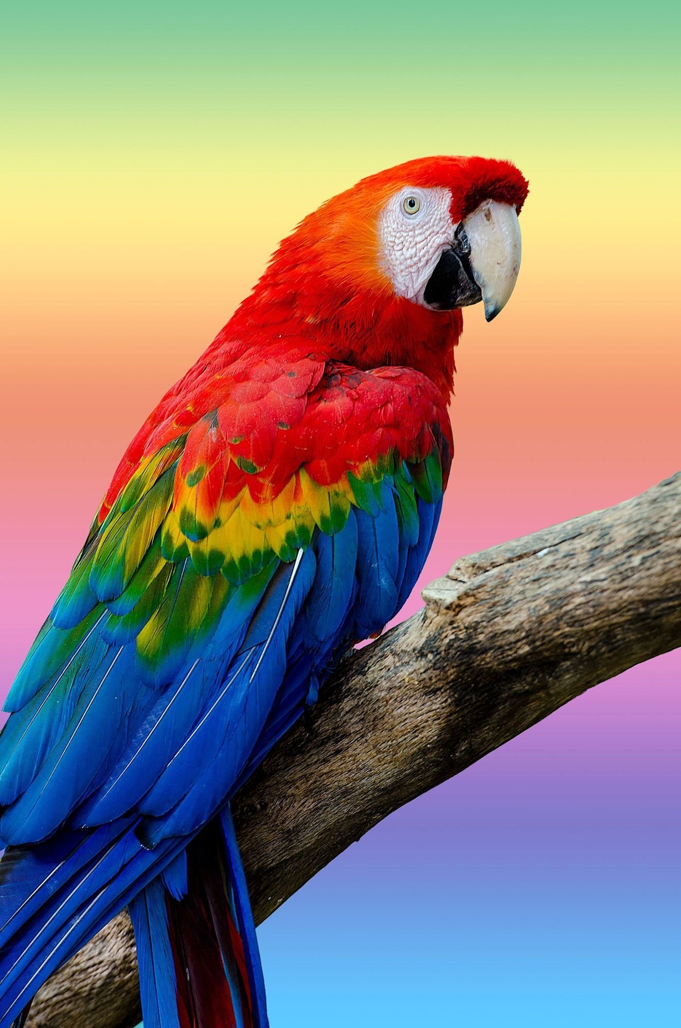 Большой цветной попугай. Попугай ара. Какаду и ара. Попугай породы ара. Попугай Какаду цветной.