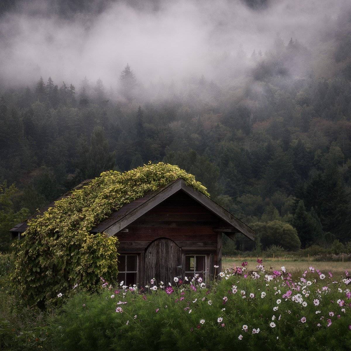 Forest House Хижина в лесу