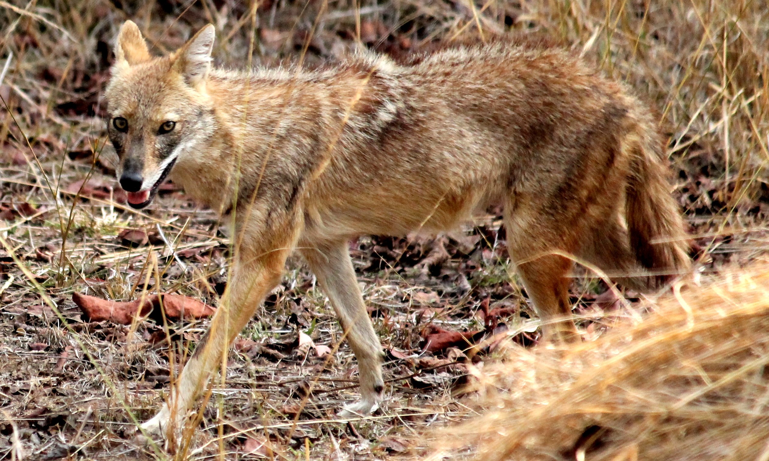 Обыкновенный Шакал (canis aureus). Шакалы кавказский заповедник. Шакал Северный Кавказ.