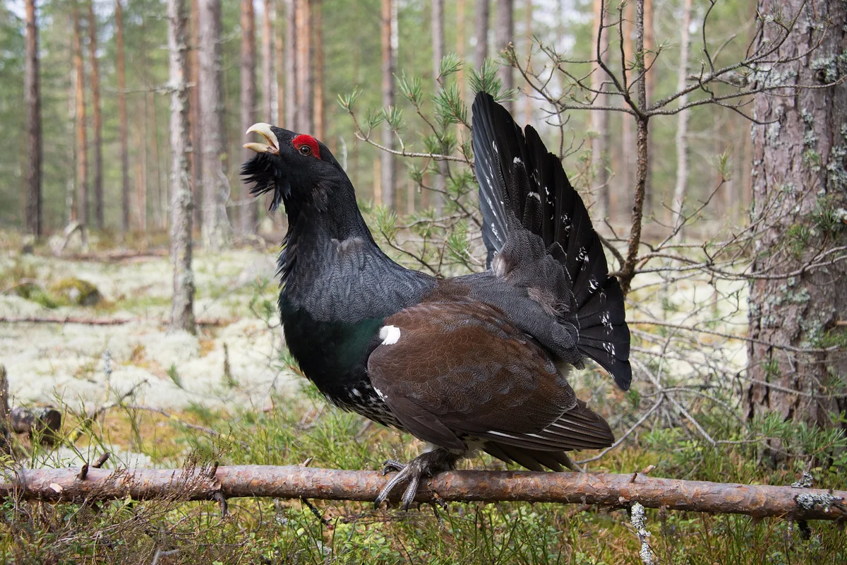 Обыкновенный Глухарь. Глухарь (Tetrao urogallus). Каменный Глухарь (Tetrao parvirostris). Чернобрюхий Глухарь.