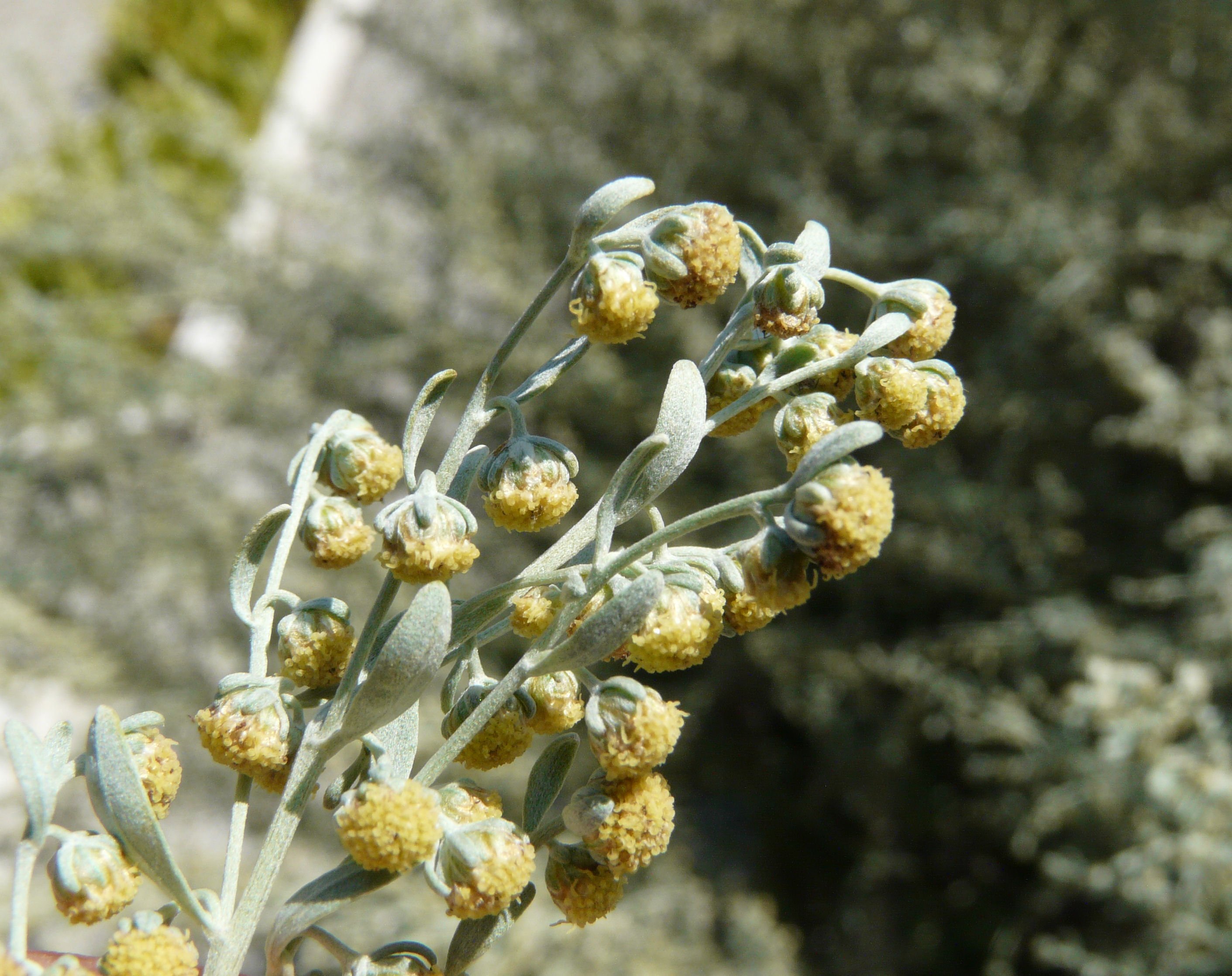 Цветущая полынь. Полынь горькая (Artemisia absinthium). Полынь absinthium. Artemísia absínthium. Артемизия абсинтиум.