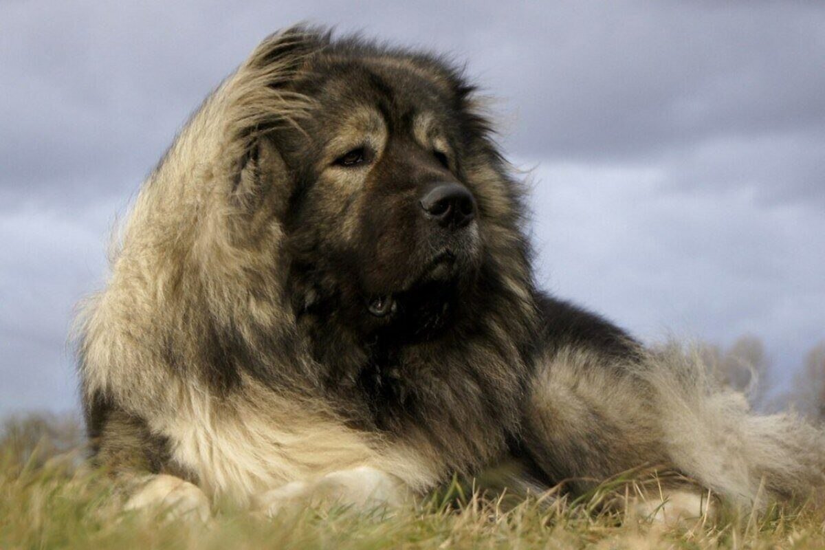 Russian dog. Кавказская овчарка волкодав. Кавказская овчарка породы волкодав. Нагази Грузинская овчарка. Кавказская сторожевая овчарка.