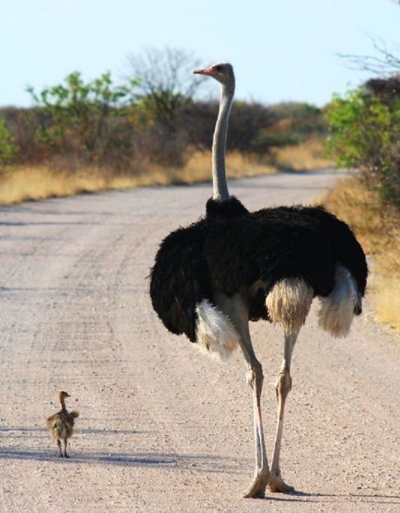 Страус эму и Африканский страус