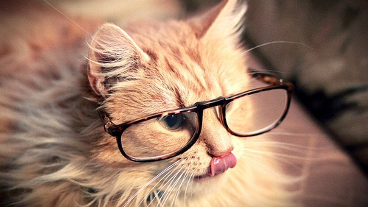 Кошка в очках картинки