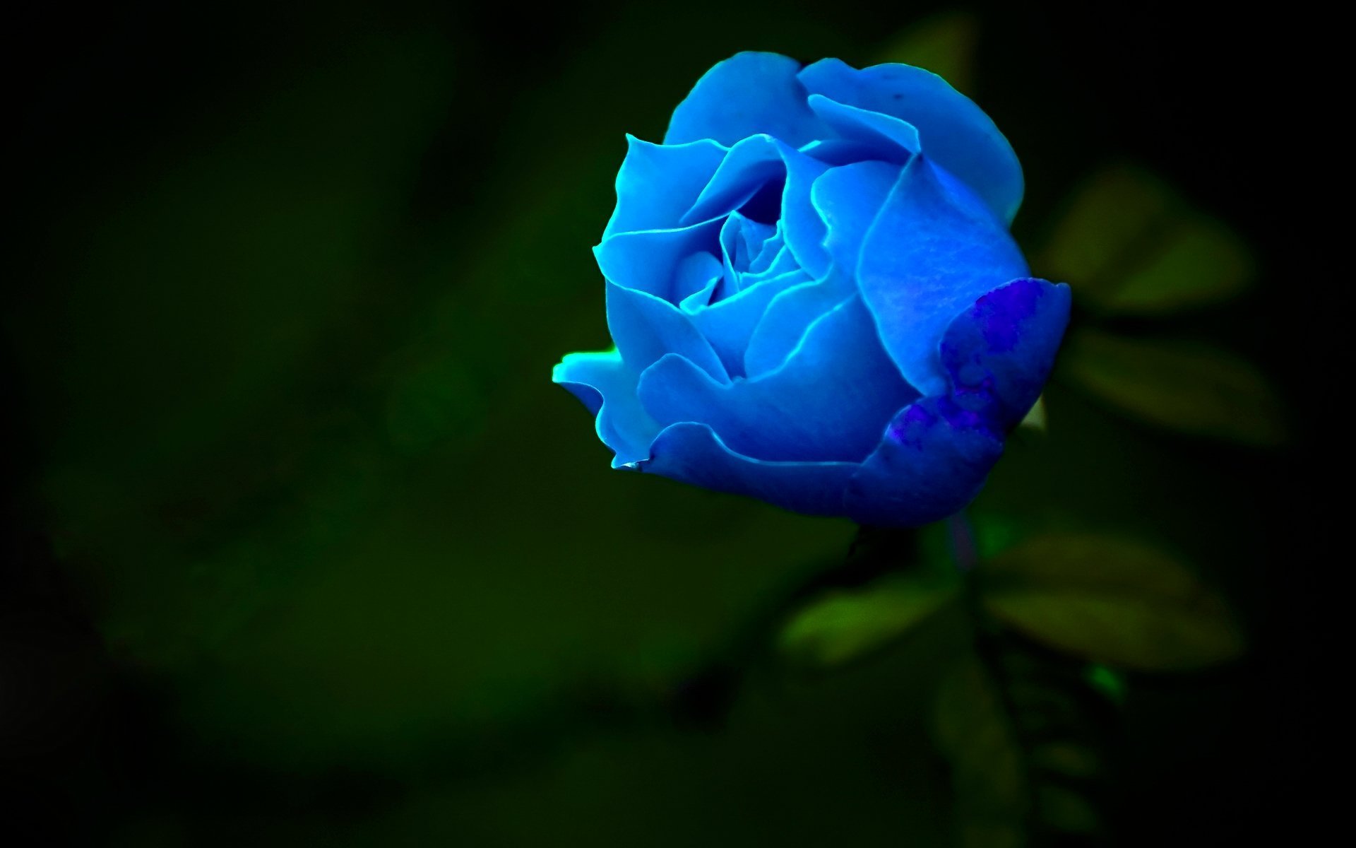 Синяя роза Иллиума