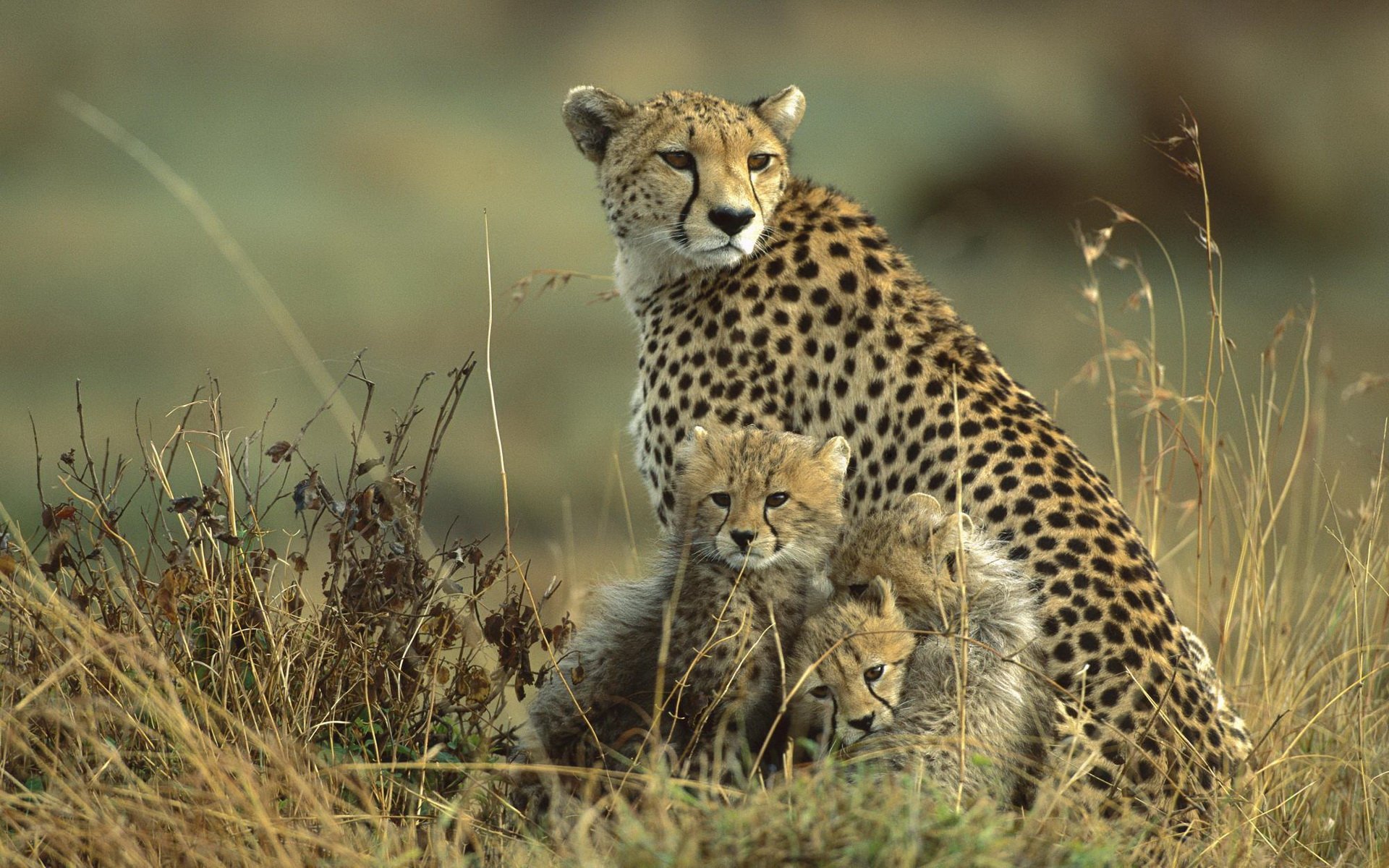 Wildlife. Масаи Мара гепарды. Масаи Мара леопарды. Национальный парк Масаи Мара гепарды. Гепард в саванне.