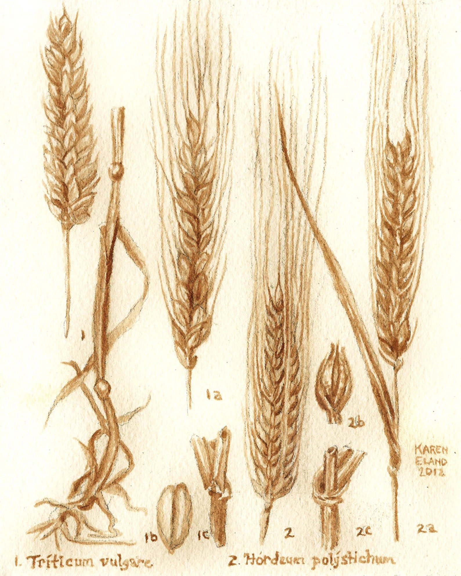 Ботаника зарисовки пшеницы