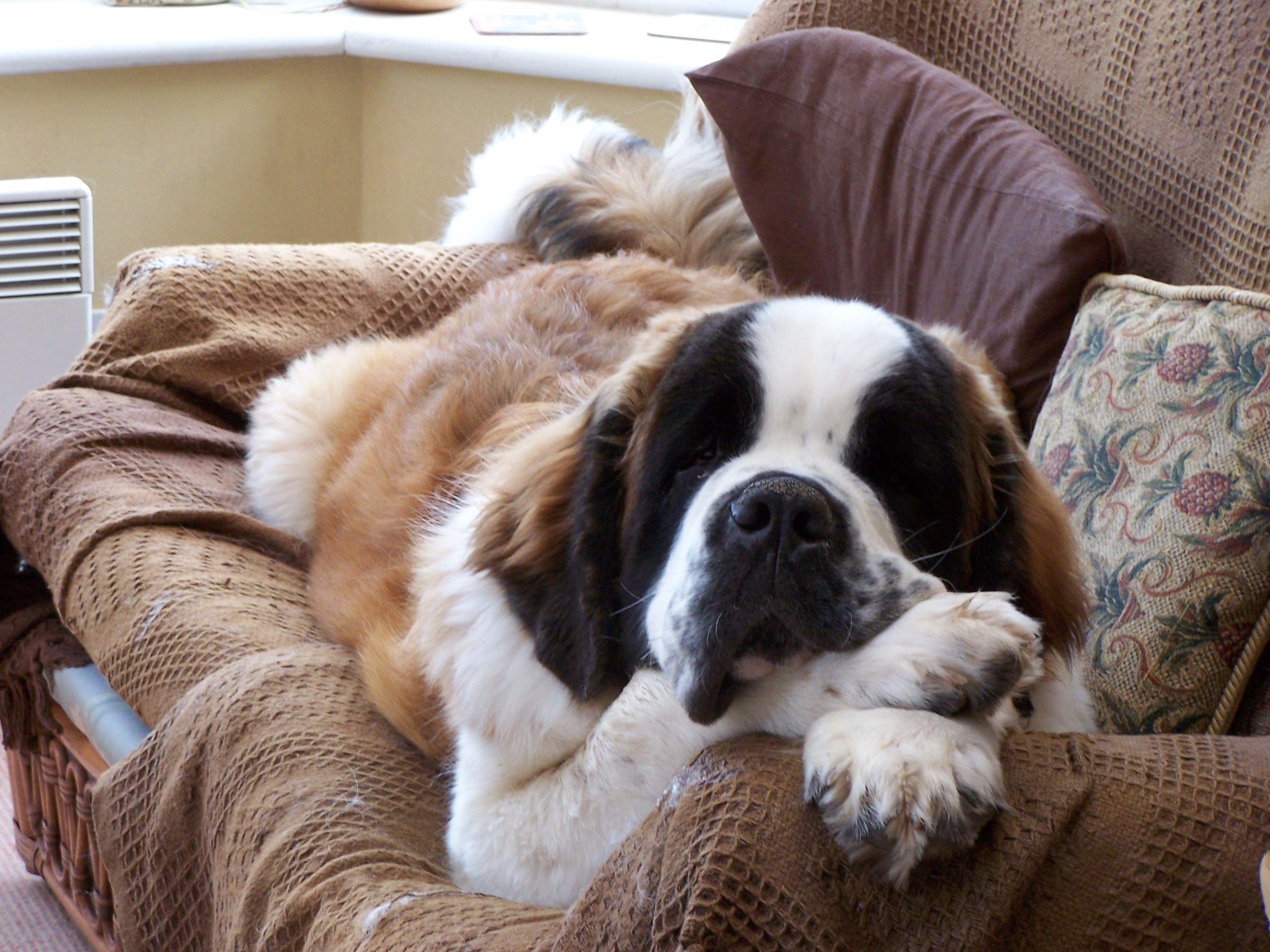 St bernard